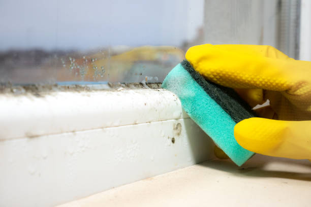 Best Mold Remediation for Specific Building Types in Baldwin, MI